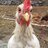 Duckie_mama
