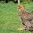 ILuvChickens6