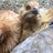 Chickens are awesome1000