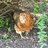 Birdwingsgirl