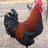 Bluebonnet Poultry TX