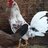 FamilyFowl