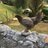 OssauChickens