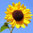 sunflower21