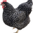 ArtyChicken