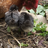 Craving chickens