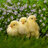 3 Little Chicks