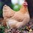 TheLadyCluckers