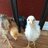 AlsHouseOfChicks
