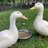 Duck Mom Sara