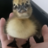 ducklings10