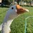 FOWLBrd