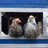 Picosbeak