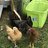 RustyRooster386