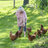 Chicken Whisperer WV