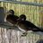 Suwannee Ducks