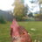 LouLouTheChicken
