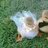 ducklover4ever