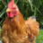 Chickfostermom