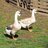 KeysFarm