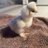 Silkies28