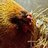 WV Chicken Momma