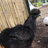 Hobby Farm Salvage Yard