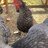 TheSpicyHens