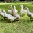 Artistaduck