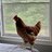 fat brown hen