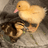 Newduckmother