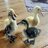My4Ducks