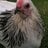 Savannah_Likes_Chickens