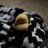 TaffyTheDuck