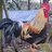 RabbenPoultry