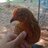 thechickenman6996