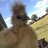 buckwheatthesilkie