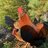 Chickenvilla2point0