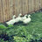 Crazy Quackers