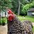 Emanuel_acrehomestead