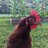 GoodLifeFarm