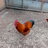 HomseyFarm