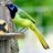 GreenJay