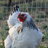 ChickenChickenChick