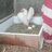 Swanlake77