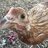 Chicks_keetkeeper