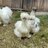 PeacocknSilkies