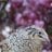 Birds1243
