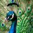 mrfowl