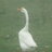 Mygoose